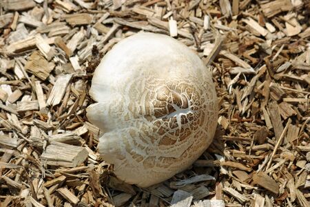 A solitary mushroom on a bed of wood chips