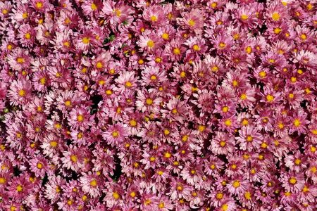 A large bunch of pretty lavender Mums