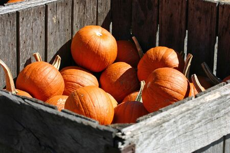 A large gray crate filled with pumpkinsの写真素材