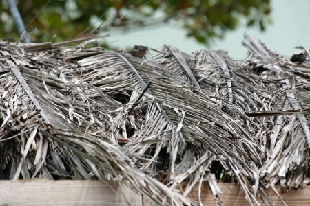 A pile of dead, withered palm tree frondsの写真素材