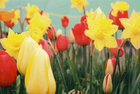 Red and yellow tulipsの写真素材