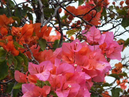 red flowerの写真素材