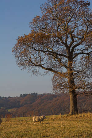 Lone sheep on grass beneath red autumn foliage tree.の写真素材