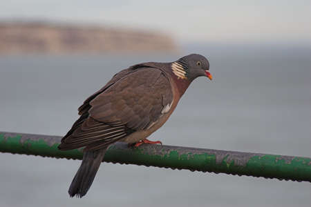 Pidgeon on rail overlooking seaの写真素材