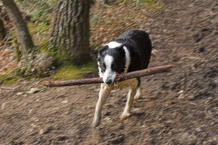 Wet Collie dog with stick in woodlandの写真素材