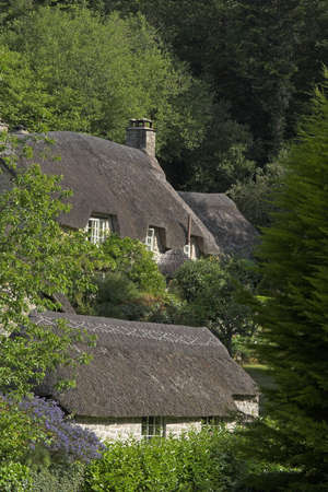 pair of thatched cottages nestled in woodsの写真素材
