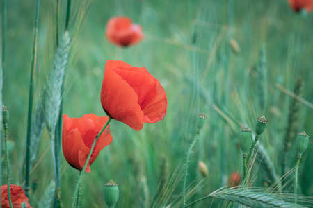 Poppie close up on freen backroundのeditorial素材