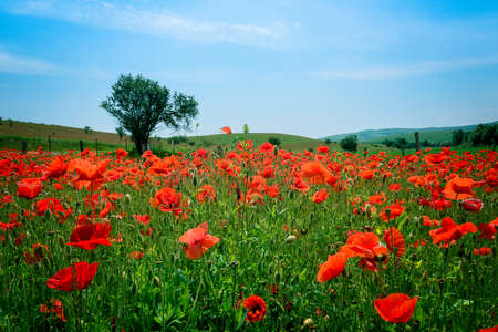 Field of poppies and treeの写真素材