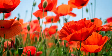 A bunch of poppiesの写真素材