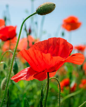 Poppy close upの写真素材