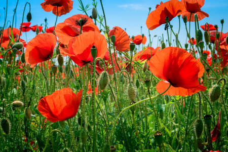 Beautiful field of poppiesの写真素材
