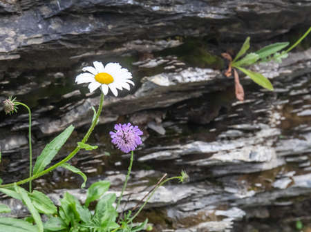 flowers growing out of a mountain rockの写真素材