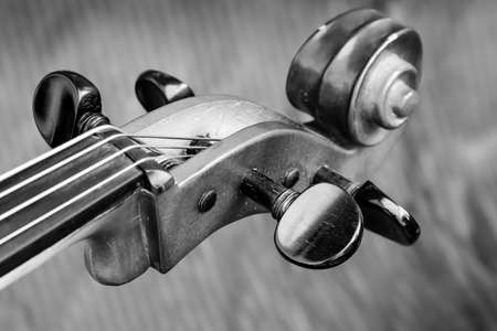 Head stock of a cello in black and white showing the tuning pegsの写真素材