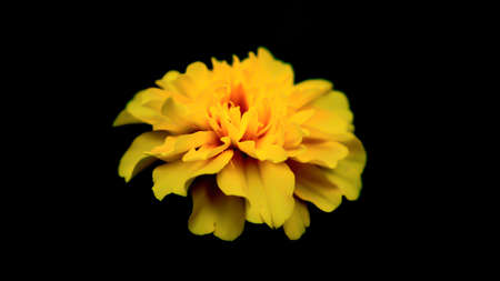 Flower in Dark