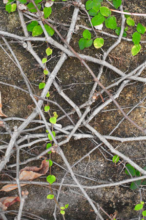 Plants on Wall