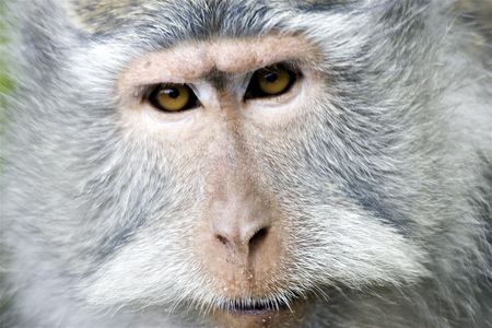 Monkey