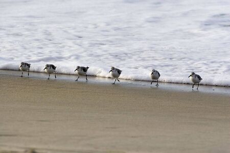 Sandpipersの写真素材