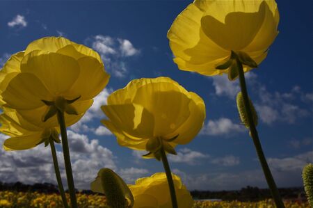 Ranculas flowersの写真素材