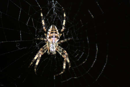 The underneath of a Golden Cross Orb Web Spider (Araneus diadematus) on its web. Extremely common...