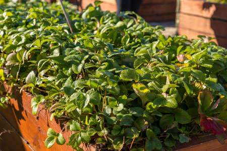 Strawberry plants growing in large wooden planter boxの写真素材