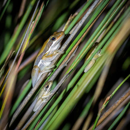 Three slender tree frogs on reeds Northclifffe, Western Australiaの写真素材