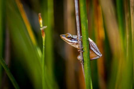 One Slender tree frog on verticle reed, Northcliffe Western Australiaの写真素材