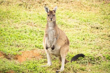 Young kangaroo looking at the camera Karri Valley Resort Pemberton, Western Australiaの写真素材