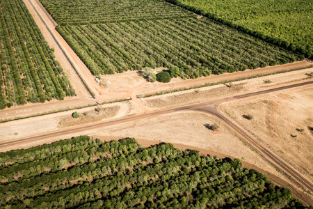 Roads dividing paddocks of trees Kununurraの写真素材