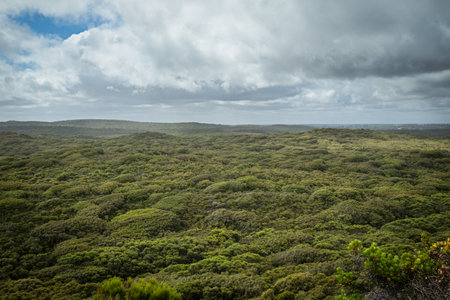 Dense bushland near Albany Western Australiaの写真素材