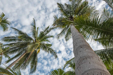coconut palms.の写真素材