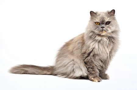 Persian Cat on a white background.の写真素材