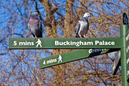 Some Pigeons on pedestrian signposts in London