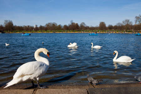 Swans in the Serpentine in Hyde Park, London 