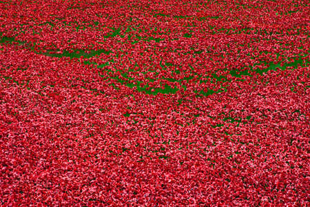 The ceramic Poppies at the Tower of Londonの写真素材