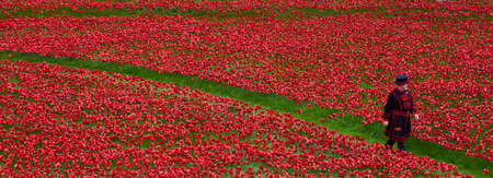 A Yeomen Warder walking amongst the ceramic Poppies at the Tower of Londonのeditorial素材