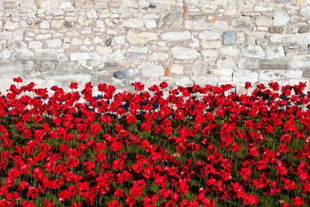 A view of the ceramic Poppies of the 'Blood Swept Lands and Seas of Red' installation at the Tower of London.  The installation was created by artist Paul Cummins to mark the centenary of the outbreak of the First World War.のeditorial素材
