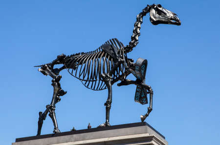 A horse skeleton sculpture on the fourth plinth in Trafalgar Square in London.  The installation is...