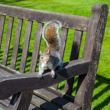 A Squirrel on a bench in a London park.の写真素材