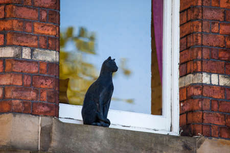 One of the decorative cat statues that are placed on numerous buildings in York, England.のeditorial素材