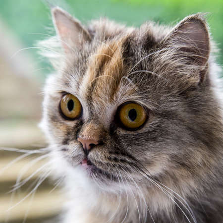 A close-up of a doll-faced Persian Chinchilla Cat.の写真素材