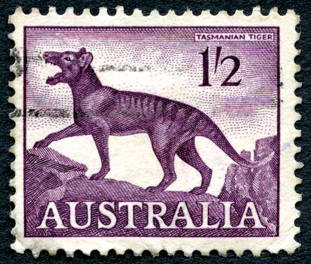 AUSTRALIA - CIRCA 1961: A used postage stamp from Australia, depicting an illustration of the now extinct Tasmanian Tiger, circa 1961.のeditorial素材