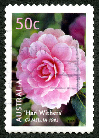 AUSTRALIA - CIRCA 2003: A used postage stamp from Australia, depicting an image of a Camellia flower, circa 2003.のeditorial素材