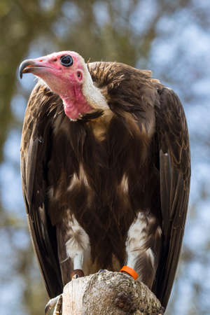 A Vulture perched on a tree stump.の写真素材