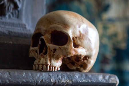A skull on display on top of a mantelpiece.の写真素材