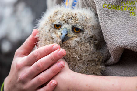 A baby Eagle Owl being held by bird handler.