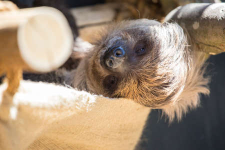 A sleepy looking Sloth looking into the camera lens.