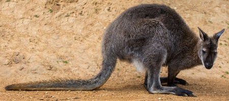 A Wallaby looking towards the camera.の写真素材