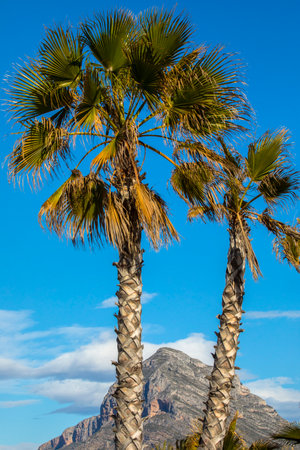 The magnificent Montgo mountain viewed through the Palm Trees on Arenal beach, in Javea in Spain.  It is also known as Elephant Mountain and Montgo Massif.の写真素材