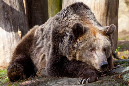 A brown bear laying down and resting.