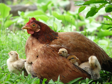 Close up of mother hen protecting her little chicks under her wingの写真素材